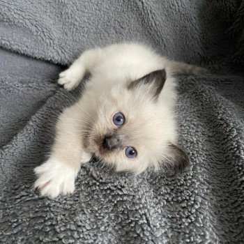 chaton Ragdoll seal point mitted Rouge Les Ragdolls de la Croisette chaton Ragdoll seal point mitted Rouge Les Ragdolls de la Croisette