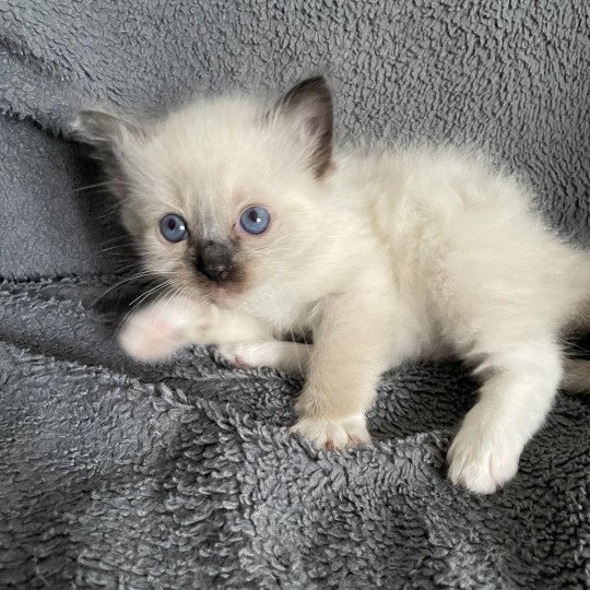 chaton Ragdoll seal point mitted Rouge Les Ragdolls de la Croisette