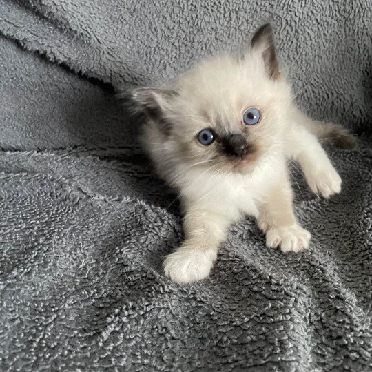chaton Ragdoll seal point mitted Rouge Les Ragdolls de la Croisette