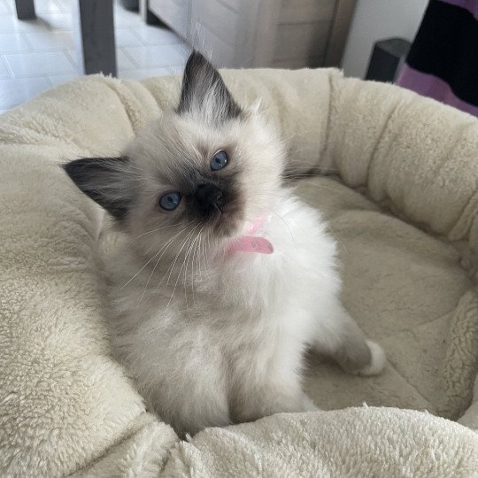 chaton Ragdoll seal point mitted Rouge Les Ragdolls de la Croisette