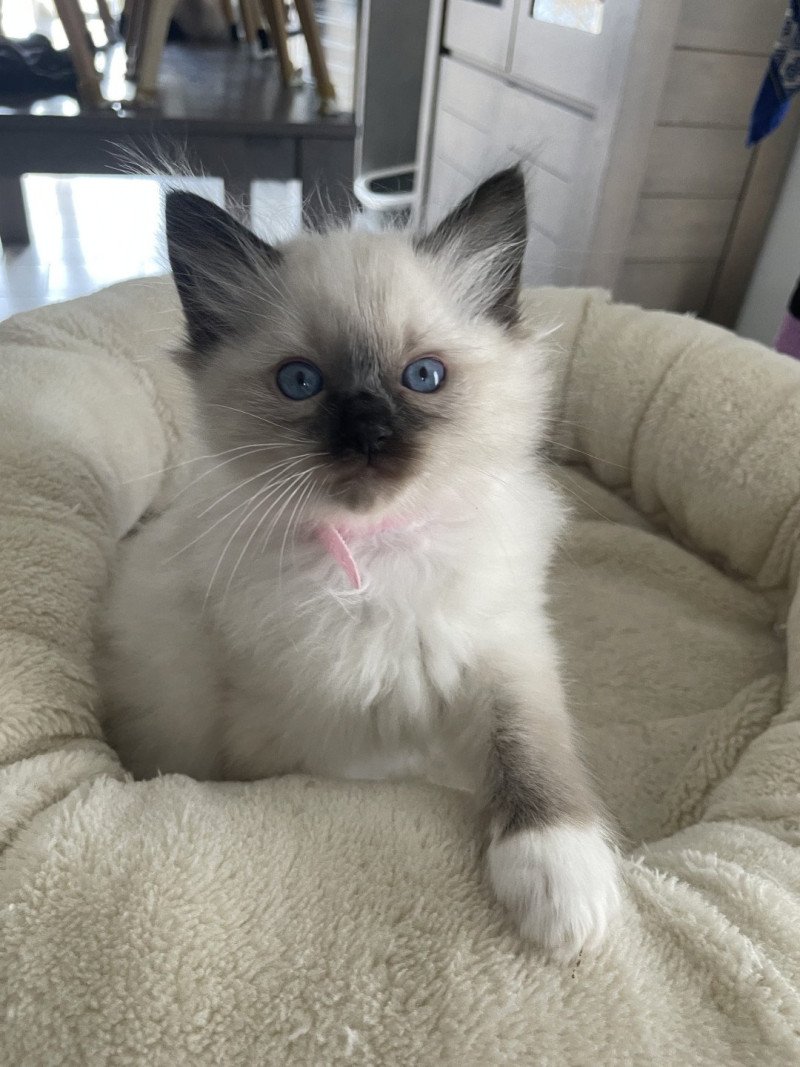 A'Eliot De La Croisette Mâle Ragdoll