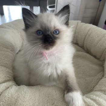 A'Eliot De La Croisette Mâle Ragdoll