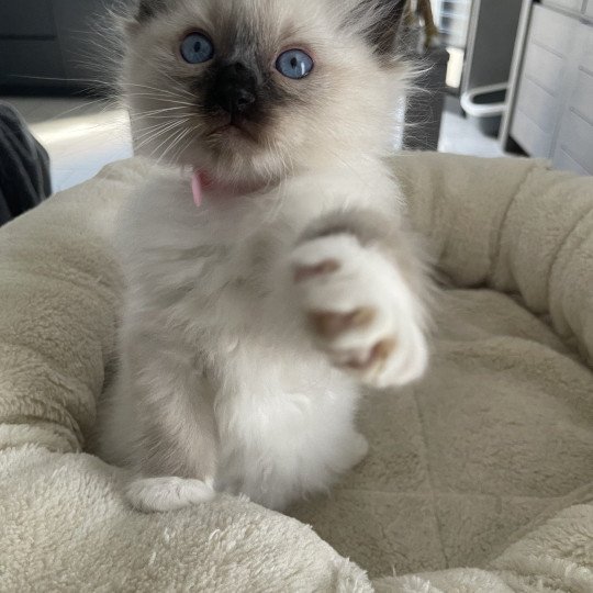 chaton Ragdoll seal point mitted Rouge Les Ragdolls de la Croisette