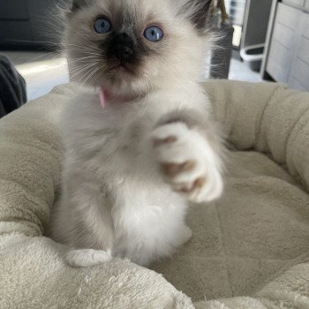 chaton Ragdoll seal point mitted Rouge Les Ragdolls de la Croisette chaton Ragdoll seal point mitted Rouge Les Ragdolls de la Croisette