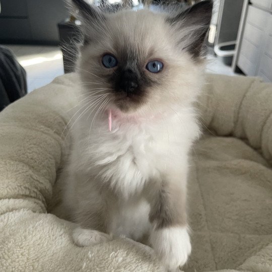 chaton Ragdoll seal point mitted Rouge Les Ragdolls de la Croisette