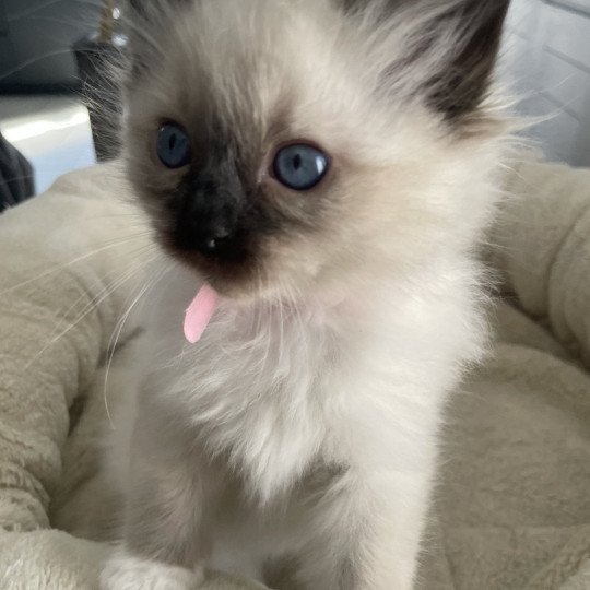 chaton Ragdoll seal point mitted Rouge Les Ragdolls de la Croisette