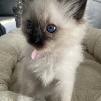 chaton Ragdoll seal point mitted Rouge Les Ragdolls de la Croisette chaton Ragdoll seal point mitted Rouge Les Ragdolls de la Croisette