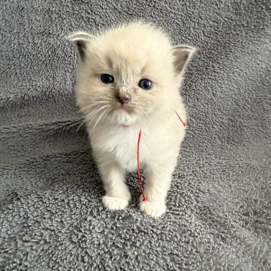chaton Ragdoll Rouge Les Ragdolls de la Croisette