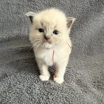 chaton Ragdoll Rouge Les Ragdolls de la Croisette