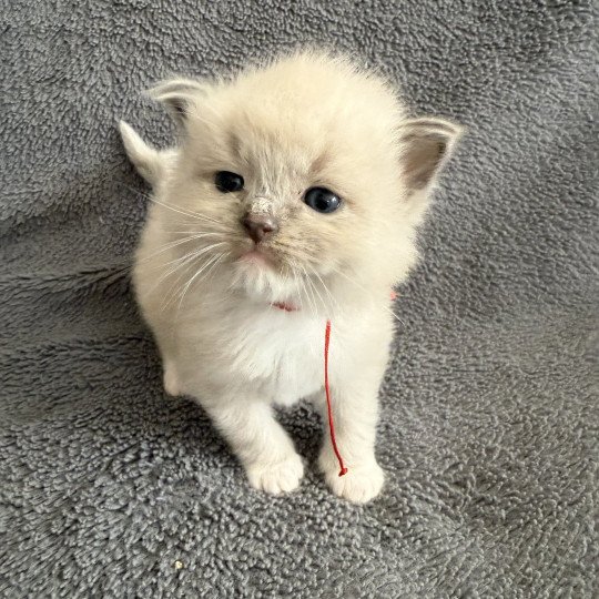 chaton Ragdoll Rouge Les Ragdolls de la Croisette