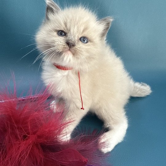 chaton Ragdoll Rouge Les Ragdolls de la Croisette