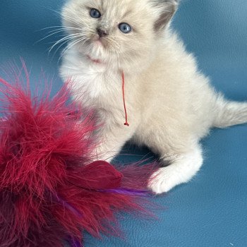 chaton Ragdoll Rouge Les Ragdolls de la Croisette