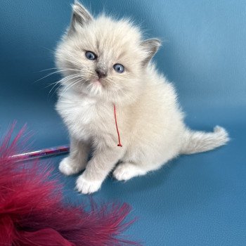 chaton Ragdoll Rouge Les Ragdolls de la Croisette