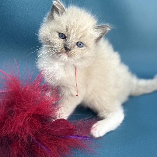 chaton Ragdoll Rouge Les Ragdolls de la Croisette