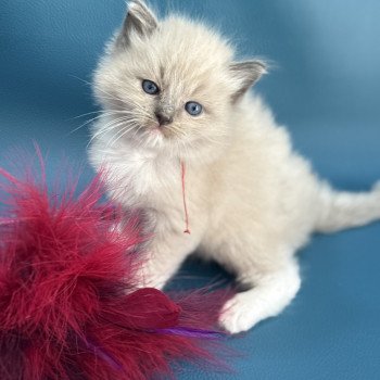 chaton Ragdoll Rouge Les Ragdolls de la Croisette