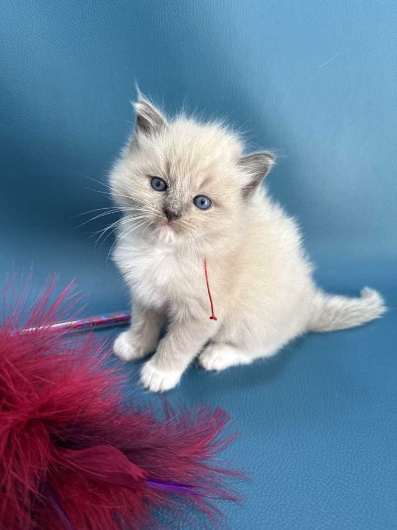 Atlas De La Croisette Mâle Ragdoll
