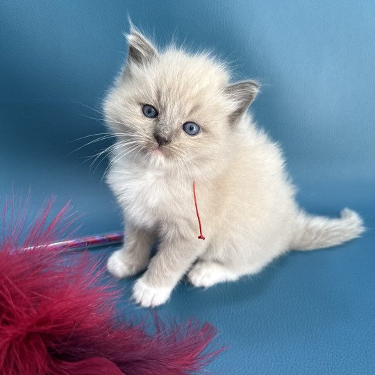 Rouge De La Croisette Femelle Ragdoll