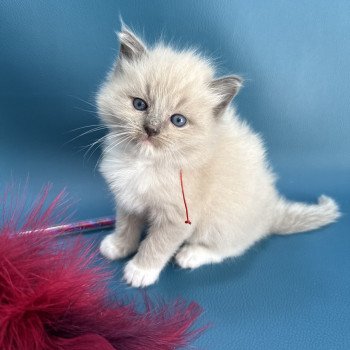 Rouge De La Croisette Femelle Ragdoll