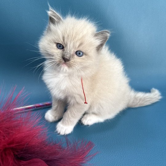 chaton Ragdoll Rouge Les Ragdolls de la Croisette