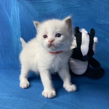 chaton Ragdoll Rouge Les Ragdolls de la Croisette