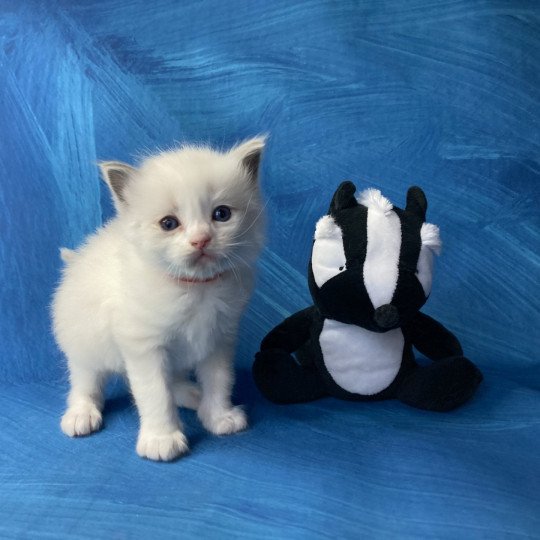 chaton Ragdoll Rouge Les Ragdolls de la Croisette