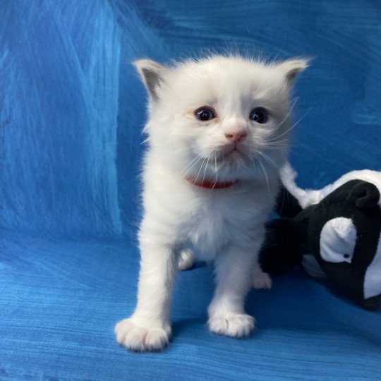 chaton Ragdoll Rouge Les Ragdolls de la Croisette