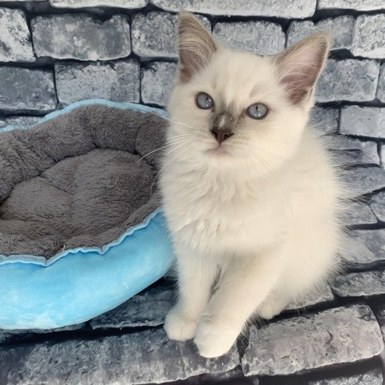 chaton Ragdoll lilac Rustine De La Croisette Les Ragdolls de la Croisette