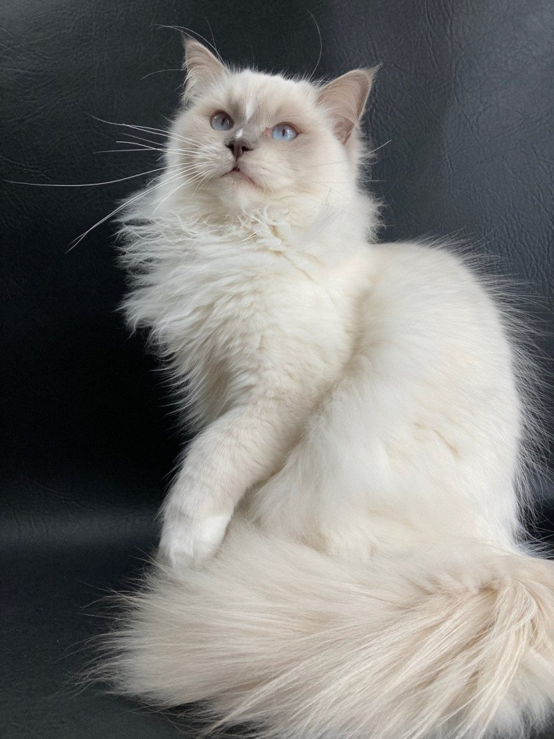 Rustine De La Croisette Femelle Ragdoll