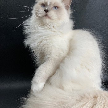 chat Ragdoll lilac point mitted Rustine Les Ragdolls de la Croisette