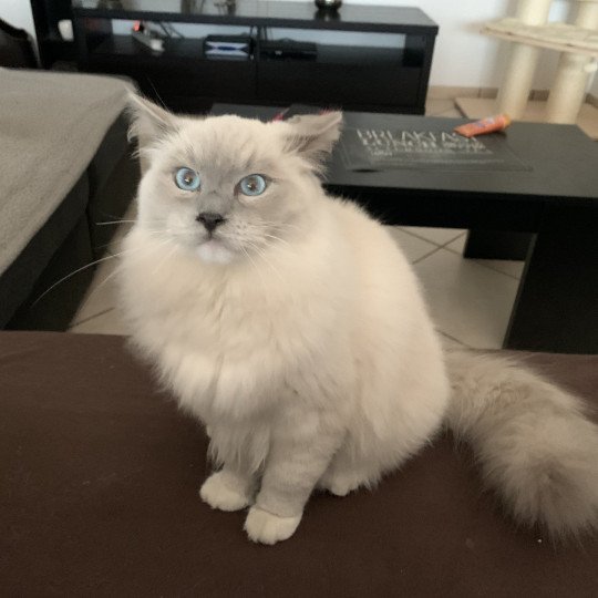 chaton Ragdoll blue mitted Rusty De La Croisette Les Ragdolls de la Croisette