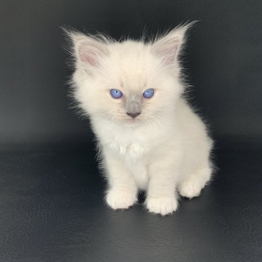 chaton Ragdoll blue point mitted Rusty De La Croisette Les Ragdolls de la Croisette