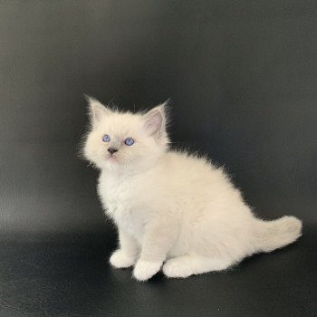 chaton Ragdoll blue point mitted Rusty De La Croisette Les Ragdolls de la Croisette