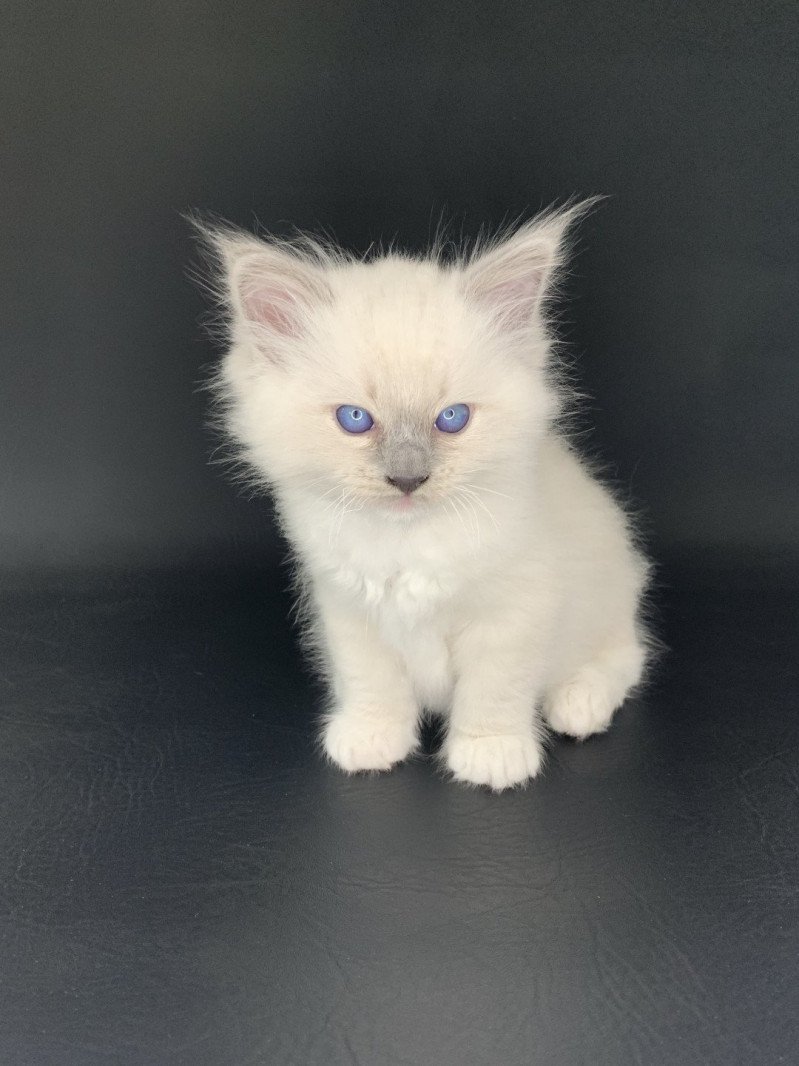 Rusty De La Croisette Mâle Ragdoll