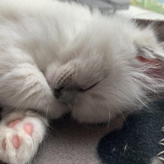 chaton Ragdoll blue point mitted Rusty De La Croisette Les Ragdolls de la Croisette