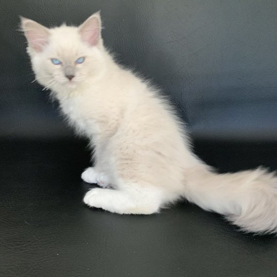 chaton Ragdoll blue point mitted Rusty De La Croisette Les Ragdolls de la Croisette