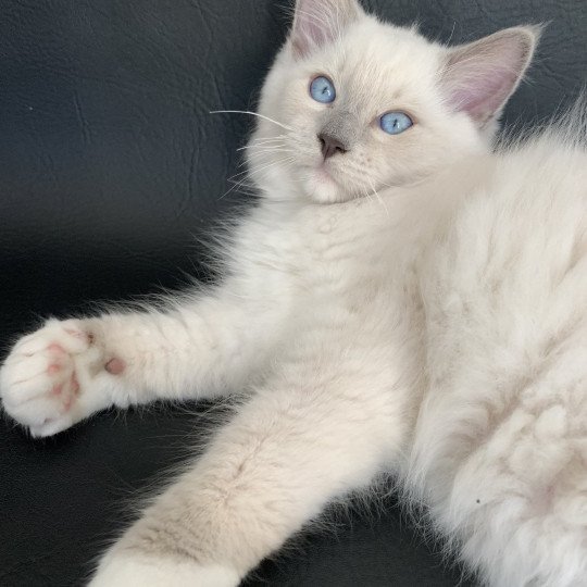 chaton Ragdoll blue point mitted Rusty De La Croisette Les Ragdolls de la Croisette