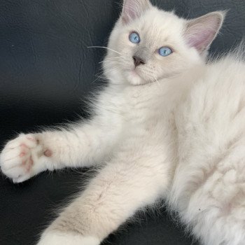 chaton Ragdoll blue point mitted Rusty De La Croisette Les Ragdolls de la Croisette