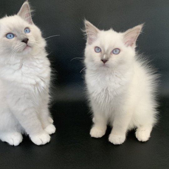 chaton Ragdoll blue point mitted Rusty De La Croisette Les Ragdolls de la Croisette