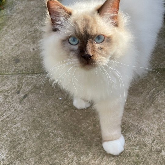 chat Ragdoll Snickers Les Ragdolls de la Croisette