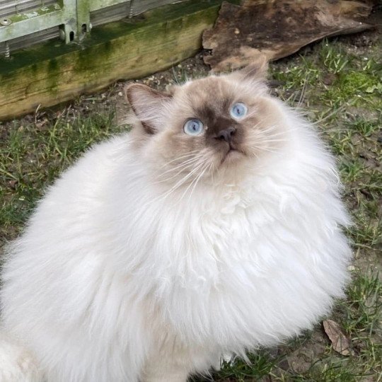 chat Ragdoll Snickers Les Ragdolls de la Croisette