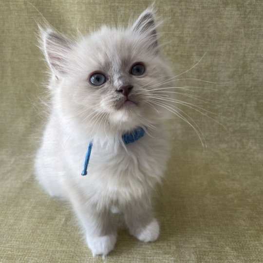 chaton Ragdoll blue point mitted Thémis Les Ragdolls de la Croisette