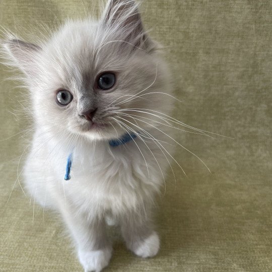 chaton Ragdoll blue point mitted Thémis Les Ragdolls de la Croisette