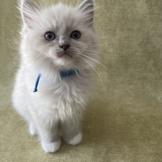 chaton Ragdoll blue point mitted Thémis Les Ragdolls de la Croisette