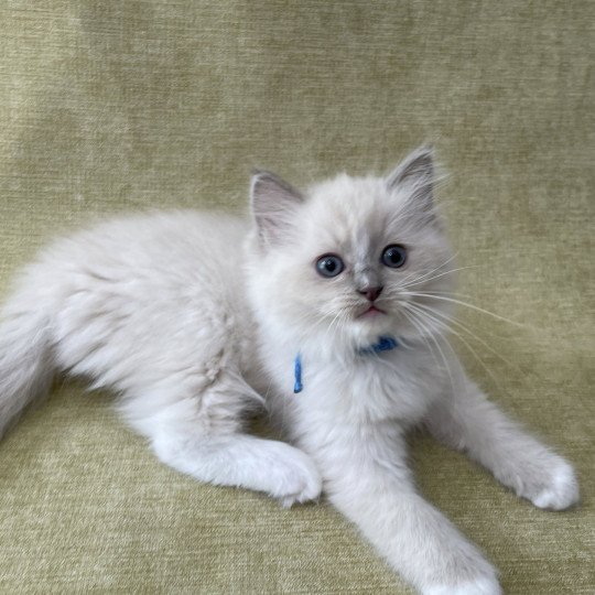 chaton Ragdoll blue point mitted Thémis Les Ragdolls de la Croisette