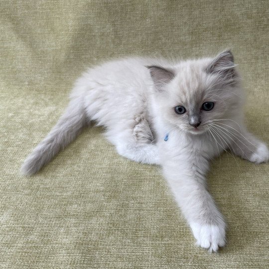 chaton Ragdoll blue point mitted Thémis Les Ragdolls de la Croisette