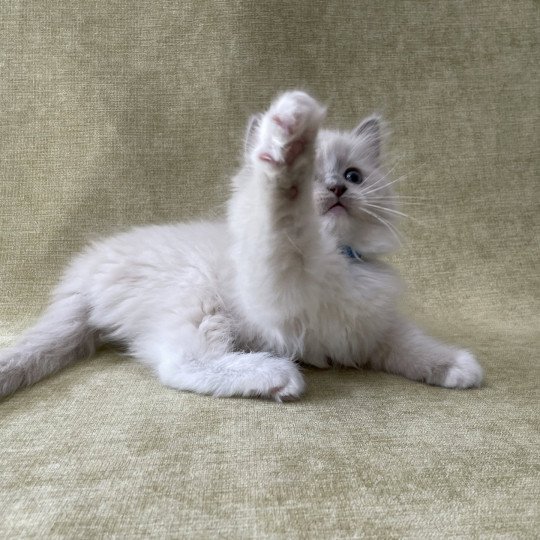 chaton Ragdoll blue point mitted Thémis Les Ragdolls de la Croisette