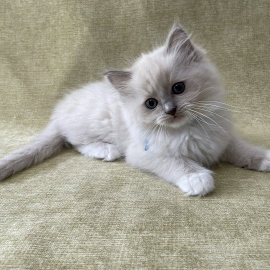 chaton Ragdoll blue point mitted Thémis Les Ragdolls de la Croisette