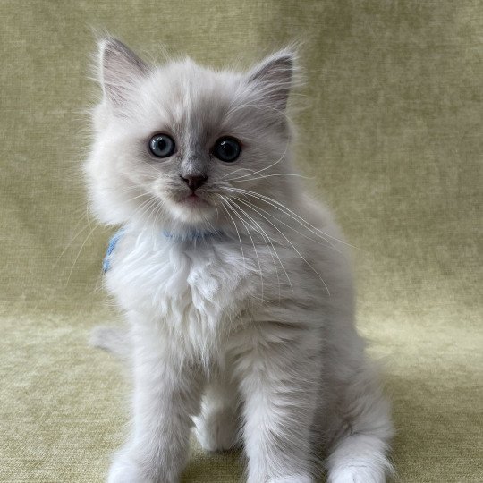 chaton Ragdoll blue point mitted Thémis Les Ragdolls de la Croisette