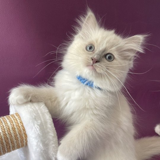 chaton Ragdoll blue point mitted Thémis Les Ragdolls de la Croisette