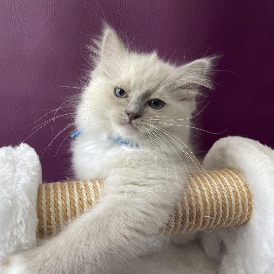 chaton Ragdoll blue point mitted Thémis Les Ragdolls de la Croisette